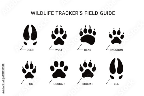 Wildlife trackers field guide with various animal footprints including deer, wolf, bear, raccoon, fox, cougar, bobcat, and elk, vector illustration