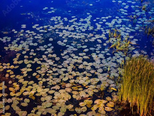 Green lily pads and small yellow flowers floating on serene dark blue water, with vibrant green reeds growing along the edge of the pond, creating a peaceful nature scene