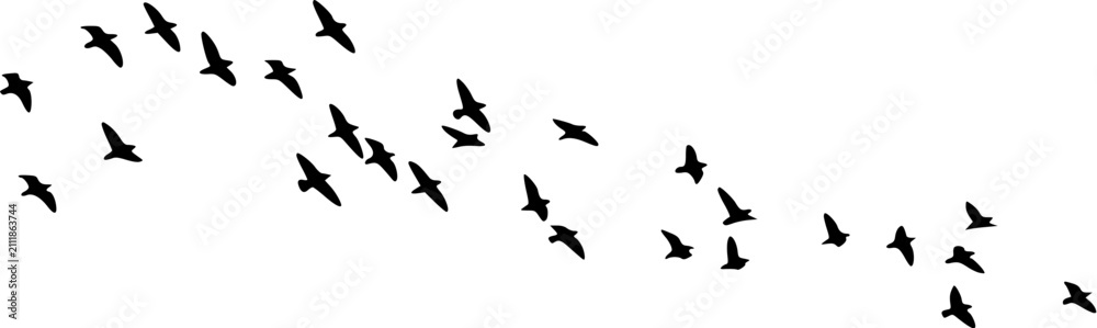 Fototapeta premium Flock of migrating birds flying in formation. Silhouetted geese or ducks in smooth V-shaped flight pattern against clear sky.