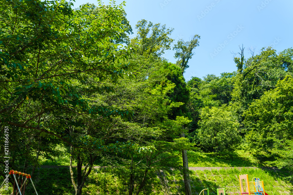 Fototapeta premium 散歩の途中で見つけた夏の風景