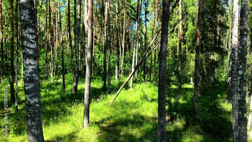 Принти на полотні Tall birch trees with green foliage and sunlight filtering through in a dense fo