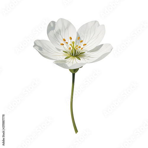 White Flower Isolated Transparent Background