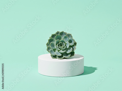 Small green succulent plant sitting on a white cylinder podium