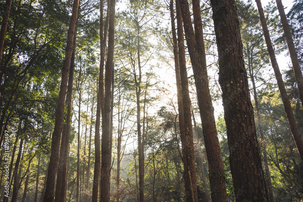 Fototapeta premium travel and people activity concept with hiking in tropical forest with pine tree on mountain