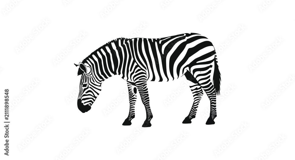 Obraz premium Zebra Silhouette Against A White Background Silhouette