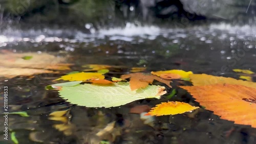 Autumn leaves floating on a clear forest stream during gentle rain with ripples, transparent water and a soft blurred waterfall creating a peaceful seasonal nature background