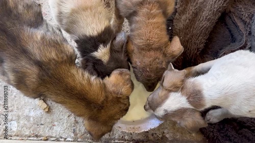 Cute mixed breed puppies drinking milk together from a bowl during feeding time. Top view of young dogs showing natural behavior, care, and companionship