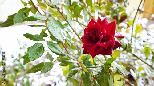 A bush of a red rose plant with a beautiful bright flower on which white snow fell and partially melted. There are transparent water droplets on the green leaves, background is blurred, winter time