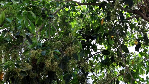 Outstanding detail of mango Tree Branches Covered in Fresh Blossoms Flowers 180fps Captured in Cinematic High Detail Footage
