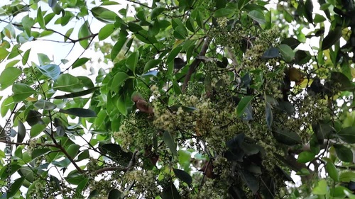 Astonishing view of mango Tree Branches Covered in Fresh Blossoms Flowers 180fps Captured in Cinematic High Detail Footage
