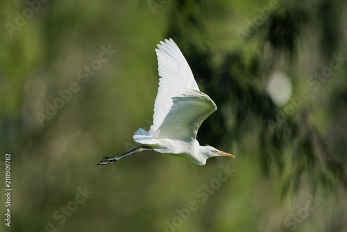 Bild auf Leinwand Cattle egret (Bubulcus ibis) in flight over lush green foliage at Tra Su Bird Sanctuary, Vietnam