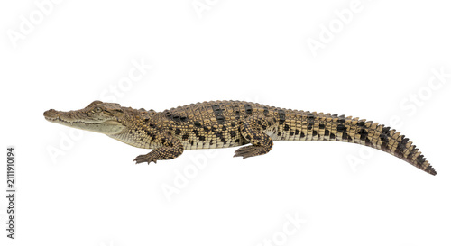 Obraz na plátně A juvenile crocodile with textured skin and a long, scaled tail isolated on whit