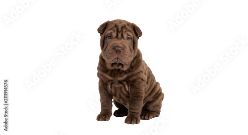 Photography Adorable brown Shar-Pei puppy with distinctive wrinkles sitting on a white backg
