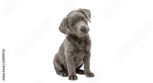 Quadro su tela Adorable grey puppy with curious head tilt sitting on a white background