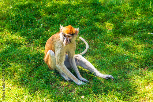 Photography Patas monkey sitting on grass in sunlight