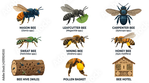 Vintage bee species collection, wild honey bee and mason bee set, insect vector icons