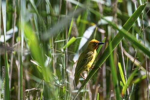 Cape Weaver Bird (Ploceus capensis), Addo Elephant Park, South Africa