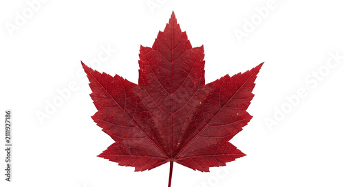 фотографія Single vibrant red maple leaf isolated on a clean white background