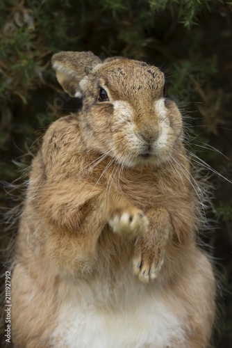 European brown hare (Lepus europaeus) adult animal stretching its front legs in grassland, England, United Kingdom