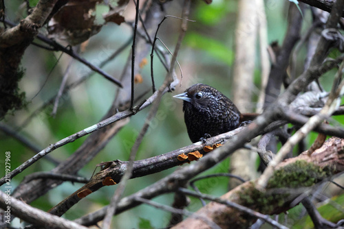 Photography Cachar wedge-billed babbler or chevron-breasted babbler (Stachyris roberti) is a species of bird in the Old World babbler family (Timaliidae)
