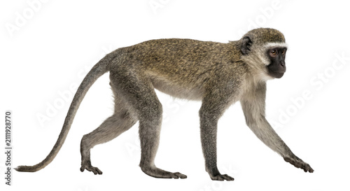 Photography A vervet monkey walks gracefully on a white background, showcasing its fur and t