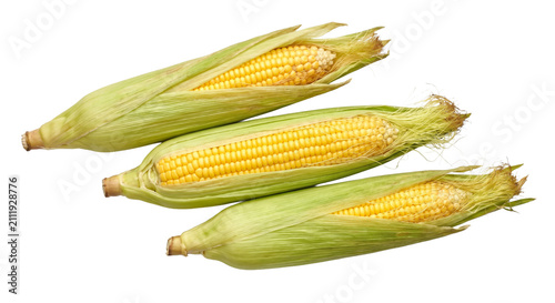 Three fresh ears of corn with green husks and yellow kernels