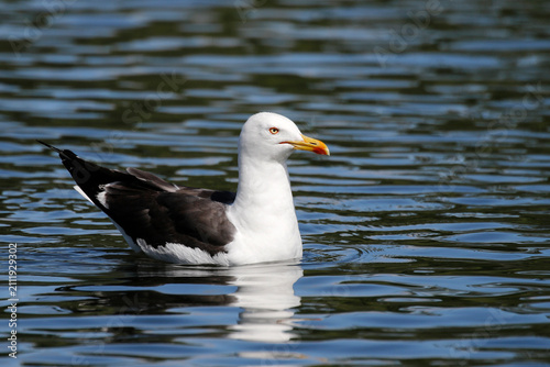 Sticker Lesser black-backed gull