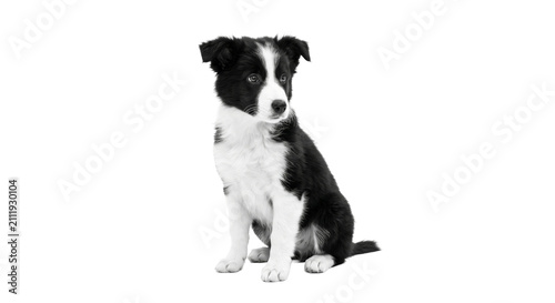 Foto Adorable black and white Border Collie puppy sitting attentively on a clean whit