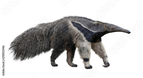фотографія Giant anteater with distinctive black stripe walking on a white background