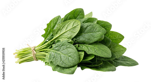 Obraz na plátně Fresh bunch of vibrant green spinach leaves tied with twine on a white backgroun