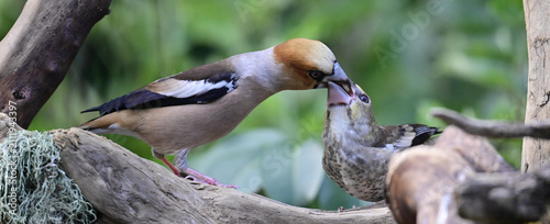 Kernbeisser füttert den Jungvogel