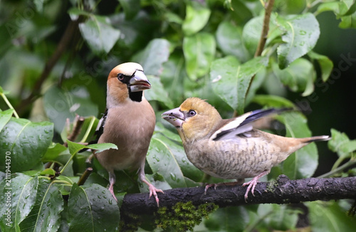 Kernbeisser mit Jungvogel