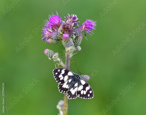 Schachbrettfalter auf Distel 