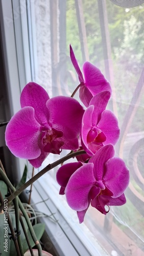 Pink Phalaenopsis sp. orchid blooming beside a window in natural daylight