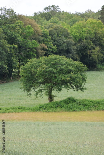 Campagne de Saint-Aignan, près du lac de Guerlédan (Bretagne, Morbihan, France)