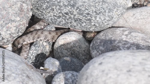 Dice snake, Dice Snake among the pebbles of the river, Natrix tassellata, snake, snake in moving among the pebbles of the river, Ticino River Provincial Park, Magenta, Italy