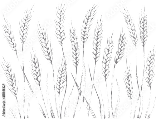 Canvastavla Dibujo a mano de tallos de trigo aislados sobre un fondo blanco para comida orgá