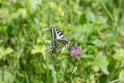 Old World Swallowtail or common yellow swallowtail (Papilio machaon) sitting on pink flower in Zurich, Switzerland