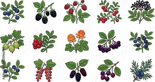 Bild auf Leinwand Wild berry botanical vector illustration set featuring blueberry raspberry black
