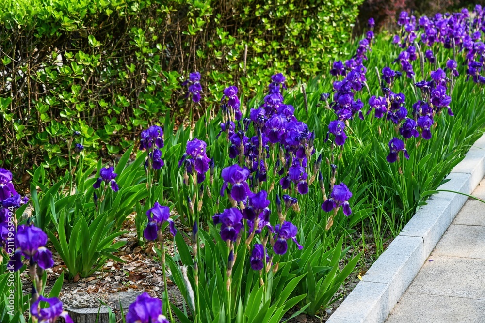 Obraz premium Purple bearded iris flowers growing on green lawn near road concrete curb in public park urban landscaping infrastructure in Beijing China