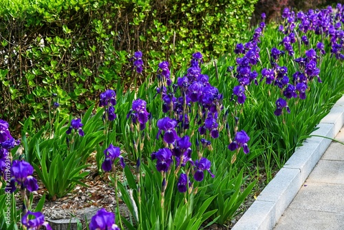 Принти на полотні Purple bearded iris flowers growing on green lawn near road concrete curb in pub