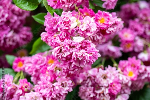 Quadro su tela Close up of pink wartburg multiflora rambler rose flower clusters blooming with