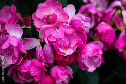Fotografie Angela floribunda pink rose flower clusters with raindrops blooming on bush afte