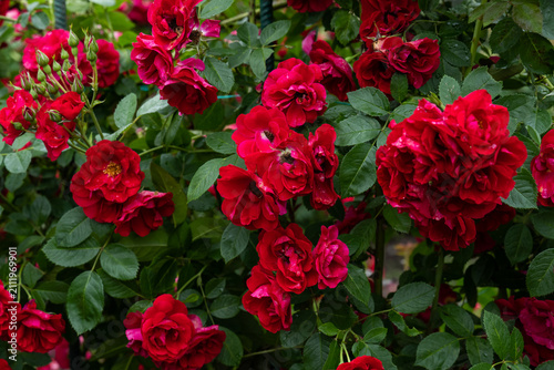 фотографія Red flammentanz climbing rose flower clusters blooming on bush with green leaves