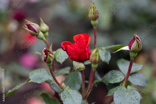 Canvas Print La sevillana meilland floribunda bright red rose flower clusters with raindrops