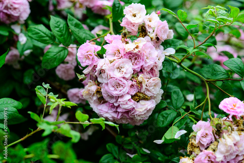 фотографія Bicolour pink and white apple blossom rambler rose dense flower cluster blooming