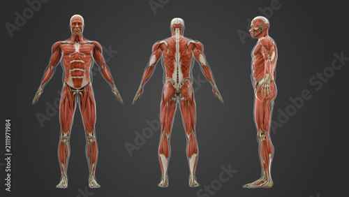 3d Render Illustration of Accurate Human Anatomy Musculature System, front, back and side view