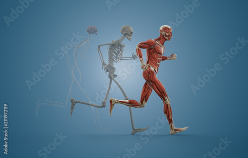 Human Male Muscular System in Running Pose trailing by Skeletal and Nervous Systems