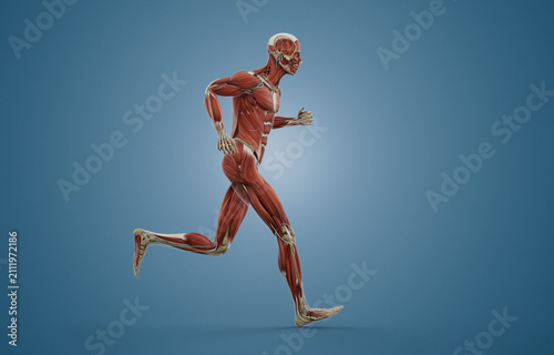 Human Male Muscular System in Running Pose