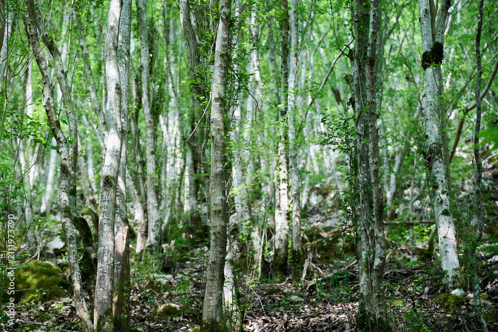 Fototapeta premium A birch forest with slender trunks and lush vegetation